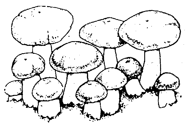 В природе он встречается на полях, в ямах и буераках. Грибы большие, порой очень большие. Не редкость, если диаметр шляпки достигает 20 см, а вес гриба— 500 г.